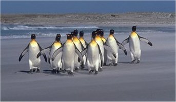 penguins.jpg