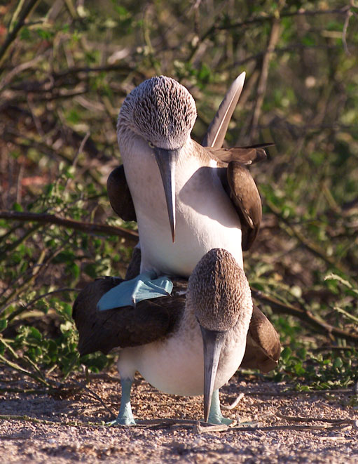 mating_booby.md.jpg