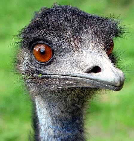 emu%5B1%5D.jpg
