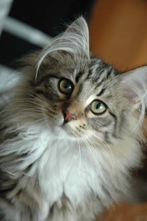 Norwegian_Forest_Cat_Portrait.JPG