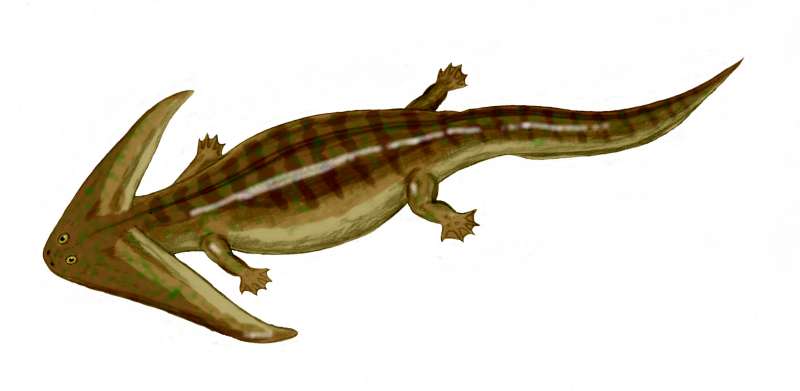 Diplocaulus_BW.jpg