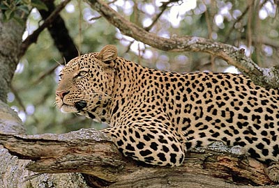 leopard.jpg