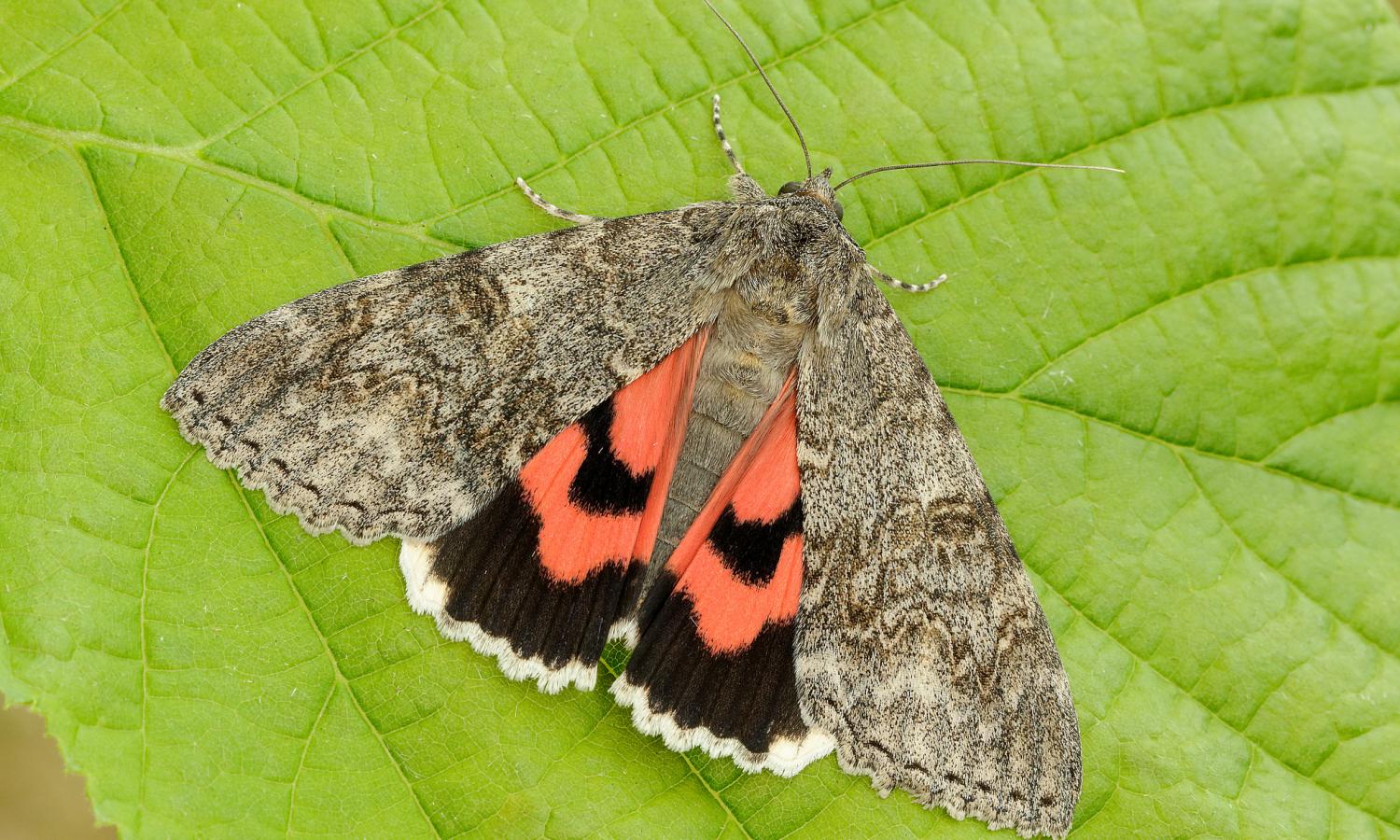 35807413021-red-underwing-catocala-nupta.jpg