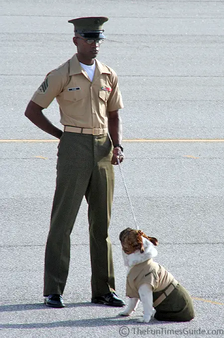 hummer-mascot-at-attention.jpg