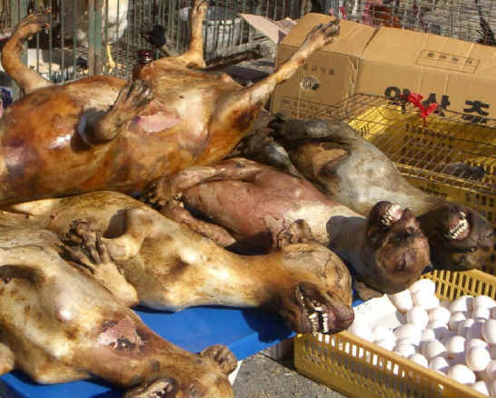 dog-meat-36.jpg