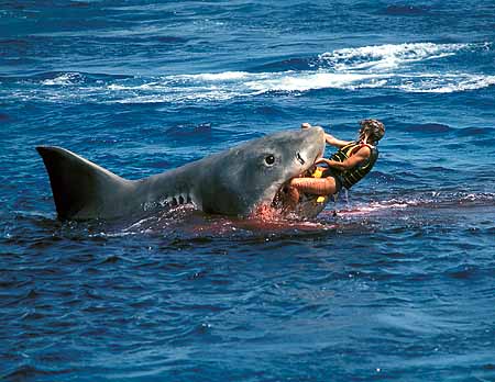 Shark+Attacks+_+Humans+_+Man+_+Pictures+woman.jpg