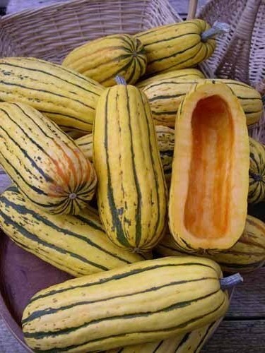 Delicata.jpg