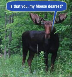 story-moose.jpg