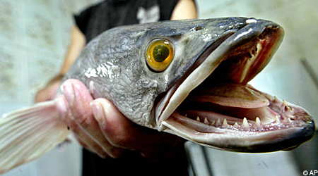 snakeheadAP_450x250.jpg