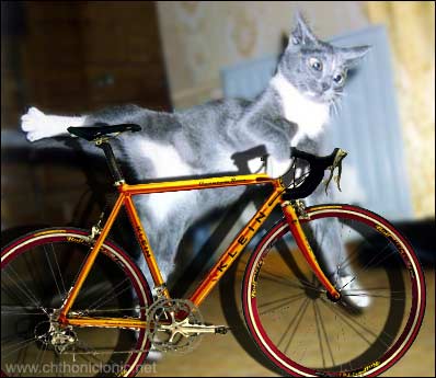 catbike.jpg