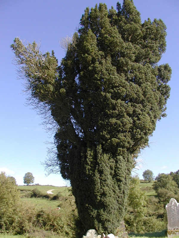 yew-002.jpg