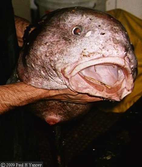 lumpfish.JPG