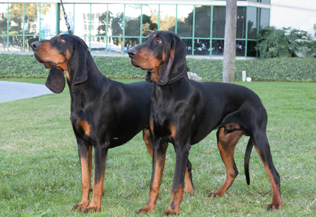 black_tan_coonhound.jpg