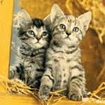 cute-kittens.gif