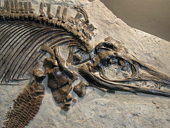 feature-pic-ichthyosaur.jpg