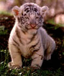 baby_white_tiger.jpg