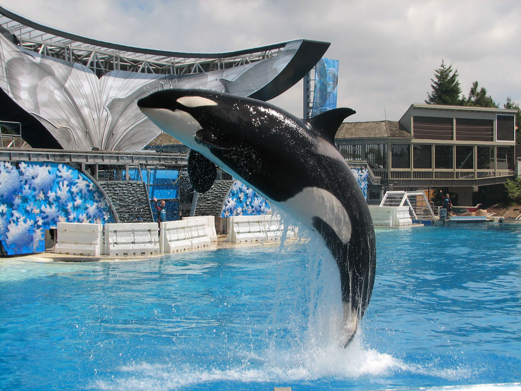 shamoo.jpg