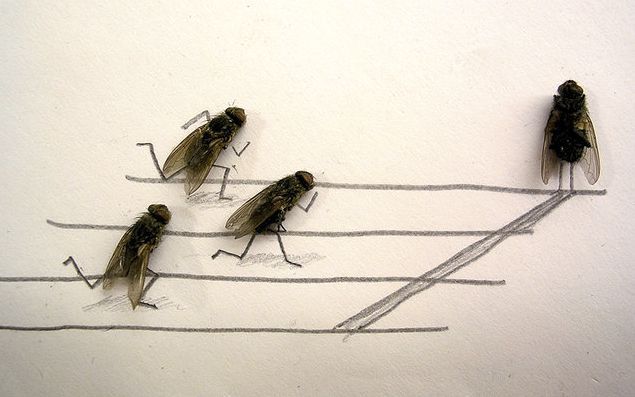 dead_flies_art_01.jpg