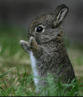 Bunny-Super-Cute.jpg