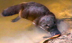 platy.jpg