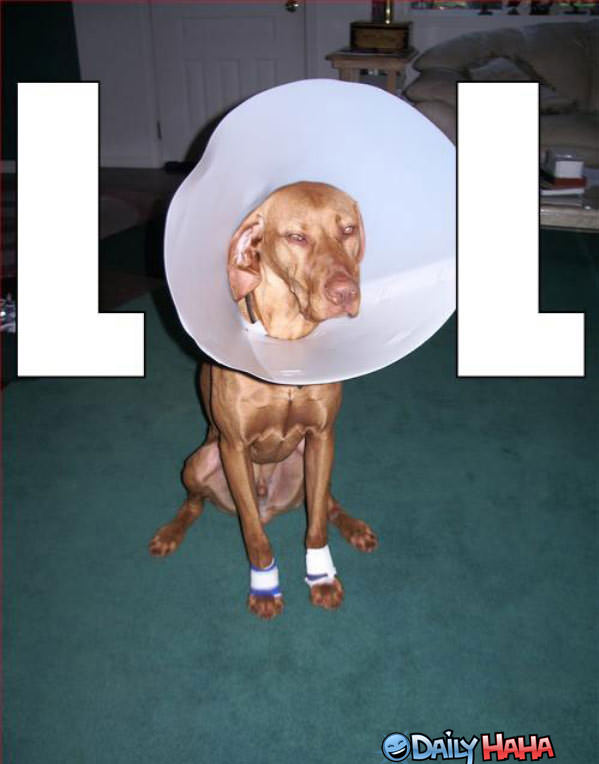 lol_cone_dog.jpg