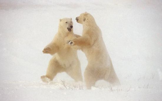 polar-dance_NzXuW_24429.jpg