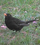 EurasianBlackbird(HS).jpg