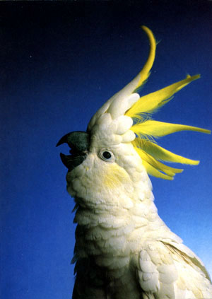 cockatoo.jpg