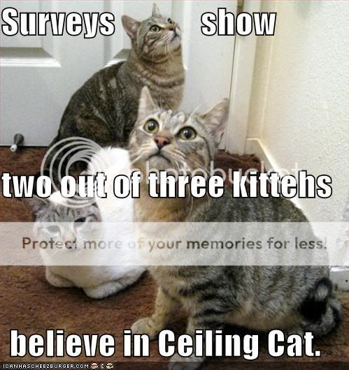 funny-pictures-two-out-of-three-cat.jpg