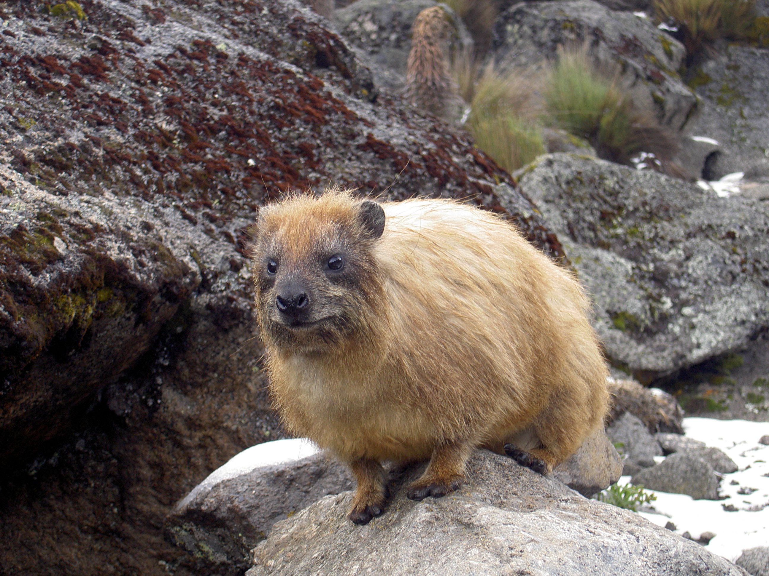 Cape_Hyrax_Mt_Kenya_2.JPG