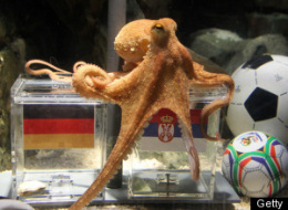 s-WORLD-CUP-OCTOPUS-PAUL-GERMANY-large.jpg