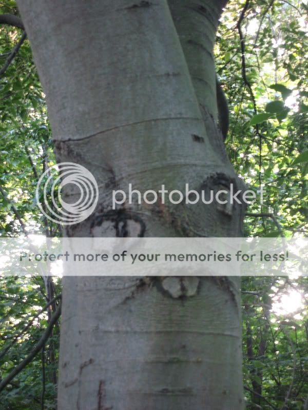 funny-picture-photo-tree-Blash-of-C.jpg