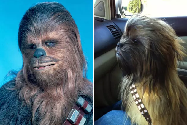 chewbacca-real-life.jpg