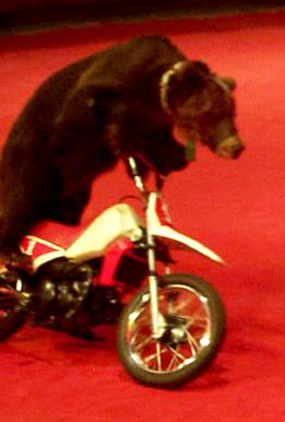 Circus-Bear-4.jpg