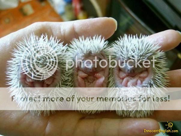 baby-hedgehogs.jpg