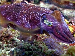 cuttlefish.jpg