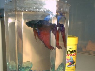 fish.jpg