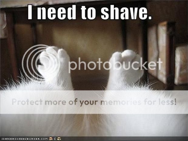 i-need-to-shave-my-legs-funny-cats_zps7330b464.jpg