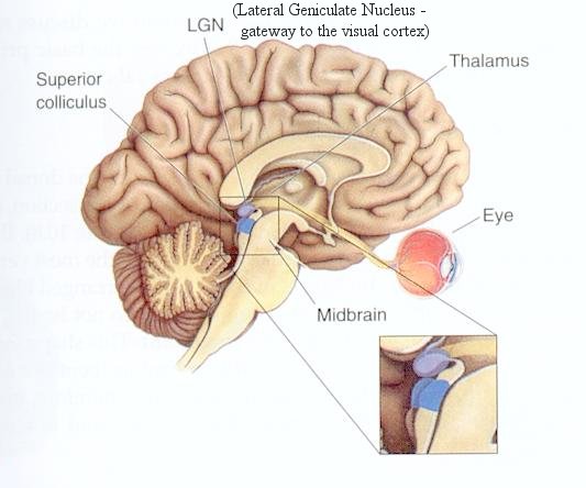 I10-80-midbrain.jpg