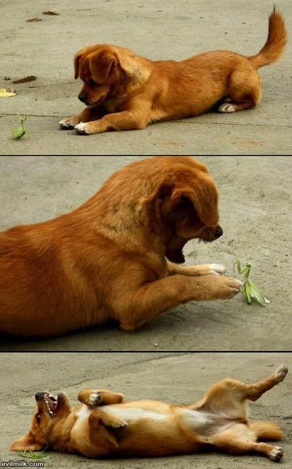 Dog_Vs_Mantis.jpg