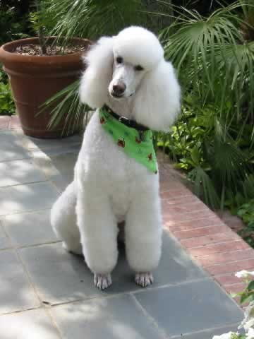 Poodle-dancing-little-animals-28884929-360-480.jpg