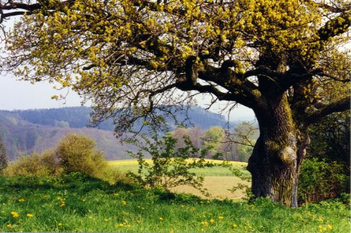 Eifel-Baum.jpg