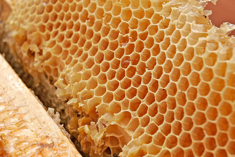 750px-Honey_comb02.jpg