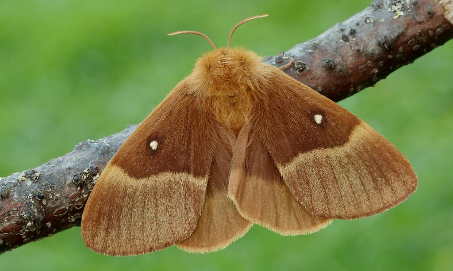 28841651726-oak-eggar-lasiocampa-quercus.jpg