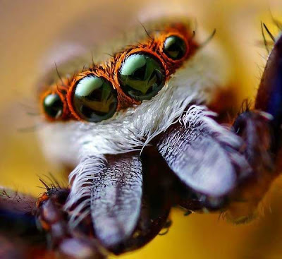 cute+animals+spiders+%2816%29.jpg