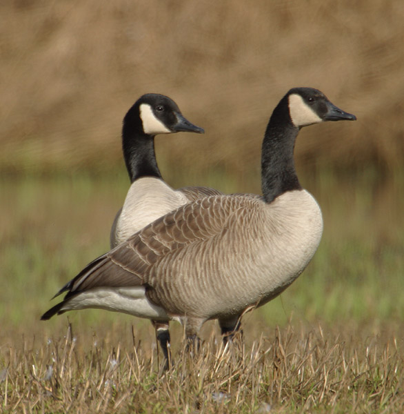 canada-geese1.jpg