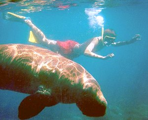 dugong.jpg