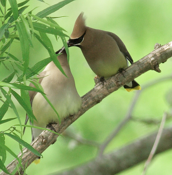 Cedar_Waxwing_C7736.jpg