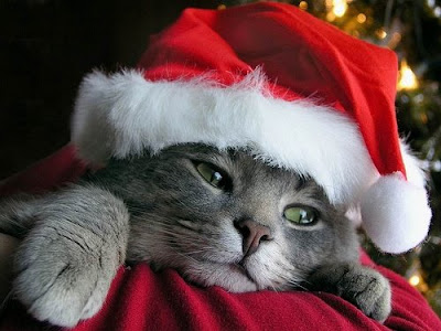 xmas+kitty.jpg