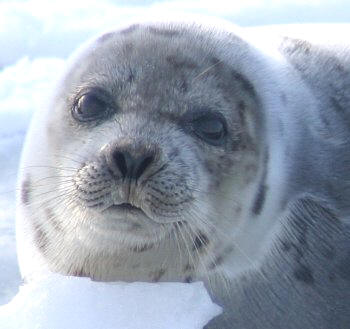 seals-09.jpg